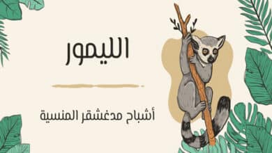 الليمور