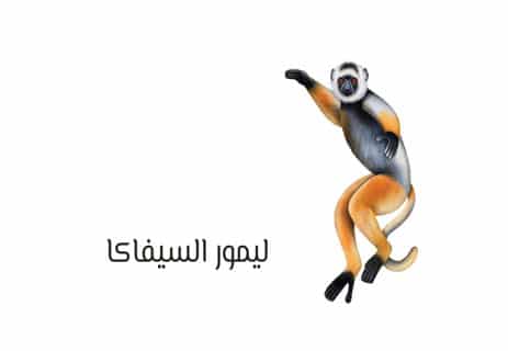 معلومات عن الليمور: أشباح مدغشقر المنسية 13 حيوانات مهددة بالانقراض
