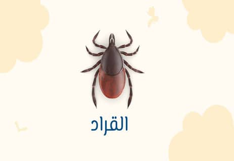عث الغبار: الكائن الذي يعيش في فراشك دون أن تراه 12 سبب وجود عث الغبار