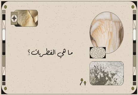 مملكة الفطريات: العالم المخفي تحت أقدامنا 11 ما هي مملكة الفطريات؟