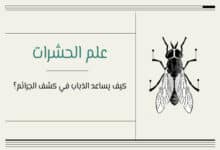 علم الحشرات