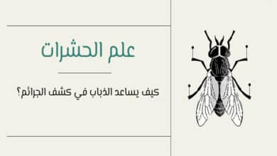 علم الحشرات