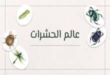 عالم الحشرات