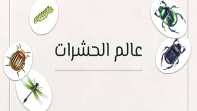 عالم الحشرات: كائنات ما قبل الطوفان... وما بعد النهاية 28 عالم الحشرات