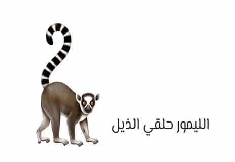 معلومات عن الليمور: أشباح مدغشقر المنسية 14 حيوان الليمور