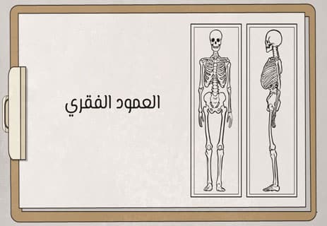 تطور الإنسان: ثمن الذكاء.. ولعنة الجسد؟ 13 الجسد البشري