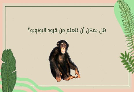 قرود البونوبو