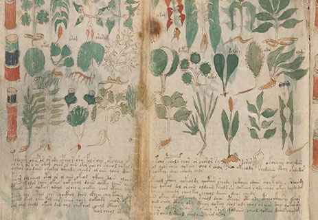 مخطوطة فوينيتش: اللغز المدفون في صفحات كتاب 12 سر مخطوطة فوينيتش