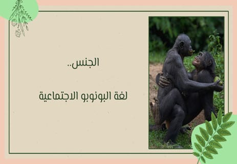 تزاوج قرود البونوبو
