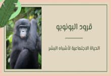 قرود البونوبو