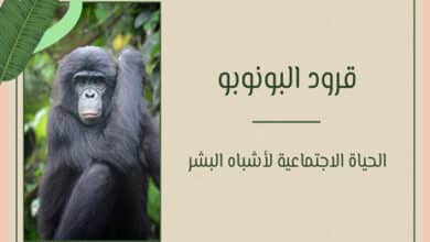قرود البونوبو